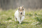 Collie Welpe