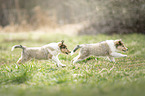 2 Collie Welpen