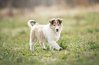 Collie Welpe