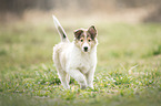 Collie Welpe