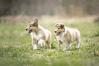 2 Collie Welpen