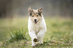 Collie Welpe