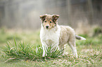 Collie Welpe