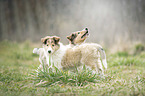 2 Collie Welpen