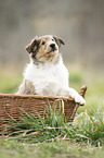 Collie Welpe