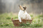 Collie Welpe
