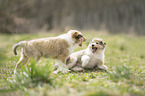 2 Collie Welpen