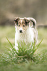 Collie Welpe