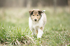 Collie Welpe