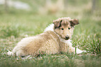 Collie Welpe