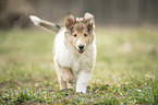 Collie Welpe