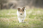 Collie Welpe
