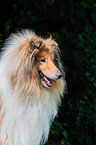 Collie Rde