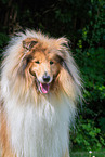 Collie Rde