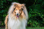 Collie Rde
