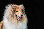 Collie Rde
