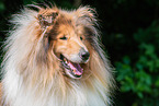 Collie Rde