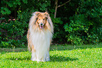 Collie Rde