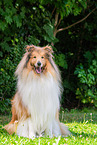 Collie Rde