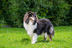 Collie Rde