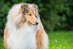 junger Collie