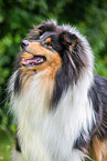 Collie Portrait