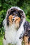 Collie Portrait