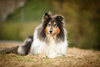 dreifarbiger Collie