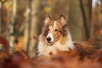Collie im Herbst