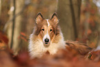 Collie im Herbst