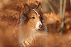 Collie im Herbst