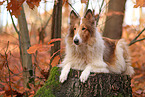 Collie im Herbst