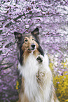 Collie Hndin