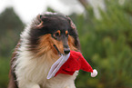 dreifarbiger Collie