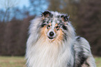 Collie Rde
