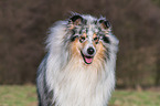 Collie Rde