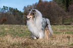 Collie Rde
