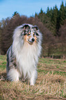 Collie Rde