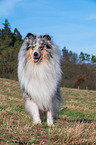 Collie Rde