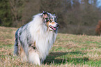 Collie Rde