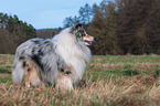 Collie Rde