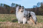 Collie Rde