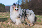Collie Rde