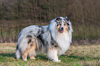 Collie Rde