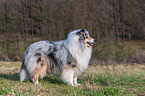 Collie Rde