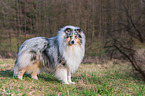 Collie Rde