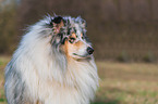 Collie Rde