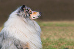 Collie Rde