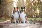 2 Collies