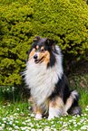 Collie Hndin